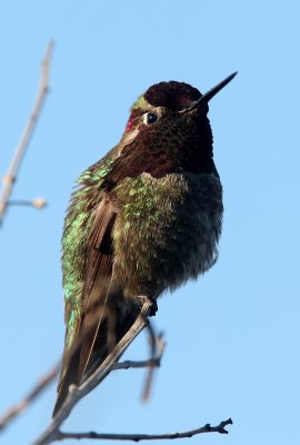 BIRD - HUMMINGBIRD - BLACK-CHINNED HUMMINGBIRD - SAN JOAQUIN WILDLIFE REFUGE IRVINE CALIFORNIA (3).JPG