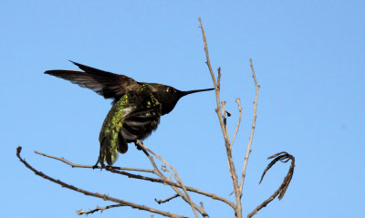BIRD - HUMMINGBIRD - BLACK-CHINNED HUMMINGBIRD - SAN JOAQUIN WILDLIFE RESERVE IRVINE CALIFORNIA (12).JPG