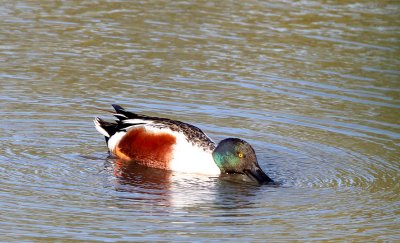 BIRD - SHOVELER - NORTHERN SHOVELER - SAN JOAQUIN WILDLIFE REFUGE IRVINE CALIFORNIA (2).JPG