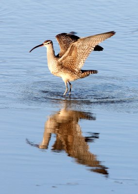 BIRD - WHIMBREL - SAN JOAQUIN WILDLIFE REFUGE IRVINE CALIFORNIA (23).JPG