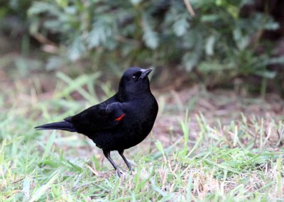 BIRD - BLACKBIRD - RED-WING BLACKBIRD - SUNSET BEACH STATE PARK CALIFORNIA.JPG