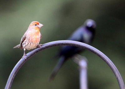 BIRD - CROSSBILL - RED CROSSBILL - SUNSET BEACH STATE PARK CALIFORNIA (3).JPG