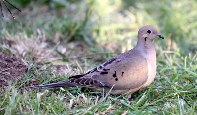 BIRD - DOVE - MOURNING DOVE - SUNSET BEACH STATE PARK CALIFORNIA (2).JPG