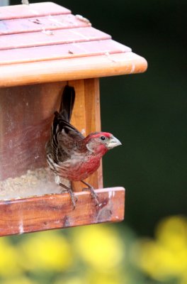 BIRD - FINCH - HOUSE FINCH - SUNSET BEACH STATE PARK CALIFORNIA (2).JPG