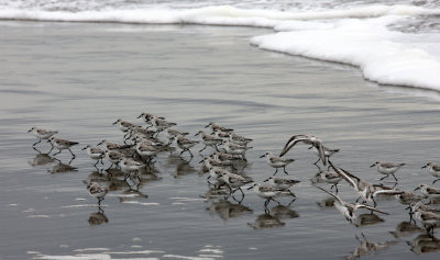 BIRD - SANDERLINGS - SUNSET BEACH STATE BEACH CALIFORNIA (9).JPG