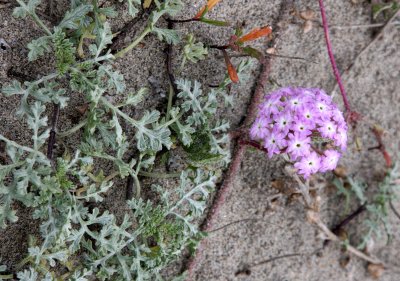 NYCTAGINACEAE - ABRONIA SPECIES - SAND VERBENA SPECIES - SUNSET BEACH STATE BEACH CALIFORNIA (3).JPG