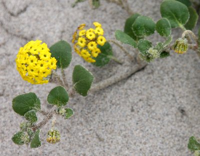 NYCTAGINACEAE - ABRONIA SPECIES - SAND VERBENA SPECIES - SUNSET BEACH STATE BEACH CALIFORNIA (7).JPG