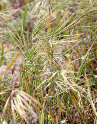 POACEAE - BROMUS SPECIES - SUNSET BEACH STATE BEACH CALIFORNIA.JPG