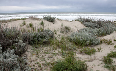 SUNSET BEACH STATE BEACH CALIFORNIA - DUNE PLANT COMMUNITY WELL RESTORED (7).JPG