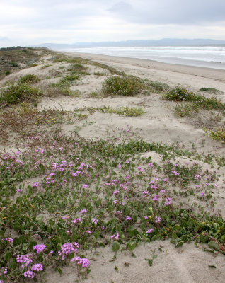 SUNSET BEACH STATE BEACH CALIFORNIA - DUNE PLANT COMMUNITY WELL RESTORED.JPG