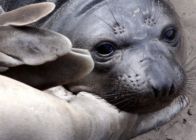 PINNIPED - SEAL - ELEPHANT SEAL - ANO NUEVO RESERVE CALIFORNIA 2.JPG