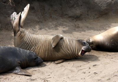 PINNIPED - SEAL - ELEPHANT SEAL - WEANERS MAINLY - ANO NUEVO SPECIAL RESERVE CALIFORNIA.JPG
