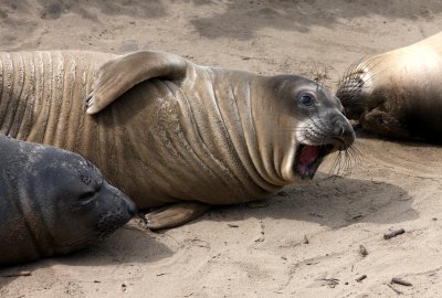 PINNIPED - SEAL - ELEPHANT SEAL - WEANERS MAINLY - ANO NUEVO SPECIAL RESERVE CALIFORNIA 2.JPG