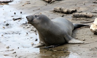 PINNIPED - SEAL - ELEPHANT SEAL - WEANERS MAINLY - ANO NUEVO SPECIAL RESERVE CALIFORNIA 3.JPG