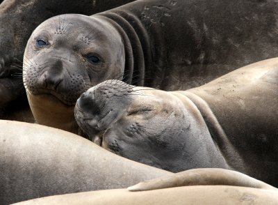 PINNIPED - SEAL - ELEPHANT SEAL - WEANERS MAINLY - ANO NUEVO SPECIAL RESERVE CALIFORNIA 4.JPG