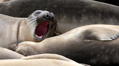 PINNIPED - SEAL - ELEPHANT SEAL - WEANERS MAINLY - ANO NUEVO SPECIAL RESERVE CALIFORNIA 11.JPG