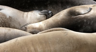 PINNIPED - SEAL - ELEPHANT SEAL - WEANERS MAINLY - ANO NUEVO SPECIAL RESERVE CALIFORNIA 17.JPG