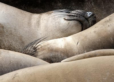 PINNIPED - SEAL - ELEPHANT SEAL - WEANERS MAINLY - ANO NUEVO SPECIAL RESERVE CALIFORNIA 18.JPG