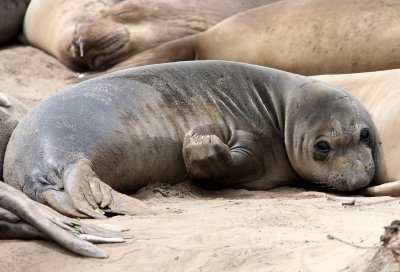 PINNIPED - SEAL - ELEPHANT SEAL - WEANERS MAINLY - ANO NUEVO SPECIAL RESERVE CALIFORNIA 22.JPG