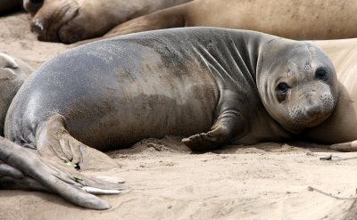 PINNIPED - SEAL - ELEPHANT SEAL - WEANERS MAINLY - ANO NUEVO SPECIAL RESERVE CALIFORNIA 25.JPG