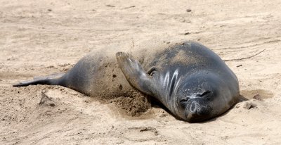 PINNIPED - SEAL - ELEPHANT SEAL - WEANERS MAINLY - ANO NUEVO SPECIAL RESERVE CALIFORNIA 27.JPG