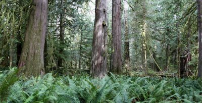 BARNES POINT FOREST - FOREST VIEWS - OLYMPIC NATIONAL PARK (12).JPG