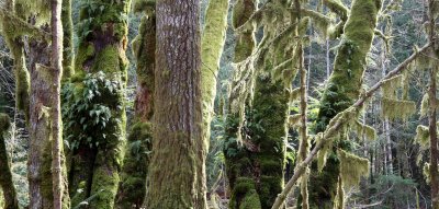 BARNES POINT FOREST - FOREST VIEWS - OLYMPIC NATIONAL PARK.JPG