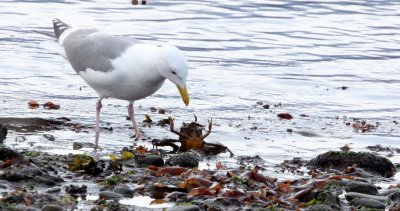 BIRD - GULL - GLAUCOUS WING GULL - EATING ROCK CRAB - PA HARBOR WA (2).JPG