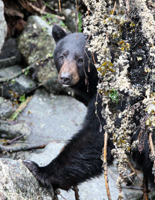 URSID - BEAR - BLACK BEAR - THOMPSON SOUND BRITISH COLUMBIA (14).JPG