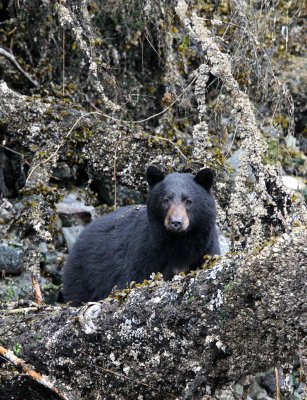 URSID - BEAR - BLACK BEAR - THOMPSON SOUND BRITISH COLUMBIA (22).JPG