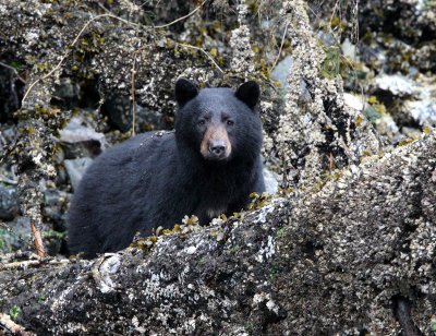 URSID - BEAR - BLACK BEAR - THOMPSON SOUND BRITISH COLUMBIA (25).JPG