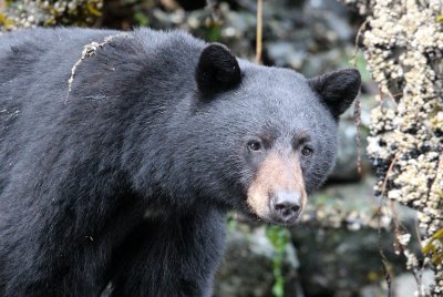 URSID - BEAR - BLACK BEAR - THOMPSON SOUND BRITISH COLUMBIA (36).jpg