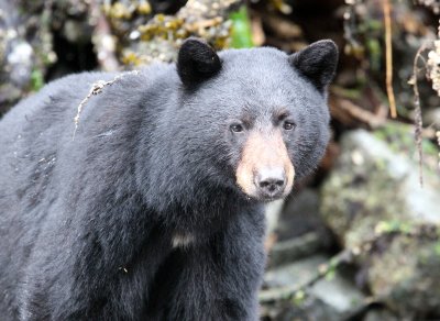 URSID - BEAR - BLACK BEAR - THOMPSON SOUND BRITISH COLUMBIA (40).JPG