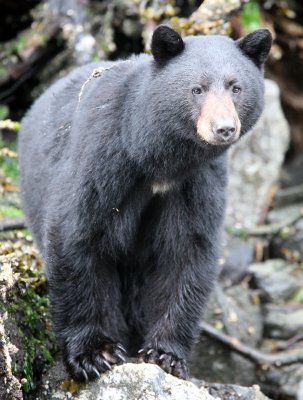 URSID - BEAR - BLACK BEAR - THOMPSON SOUND BRITISH COLUMBIA (45).JPG