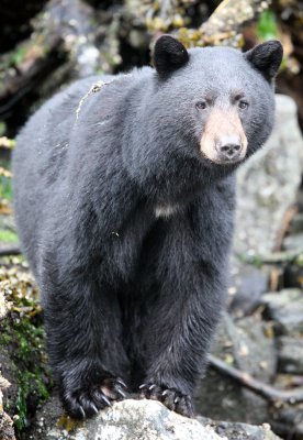 URSID - BEAR - BLACK BEAR - THOMPSON SOUND BRITISH COLUMBIA (46).JPG