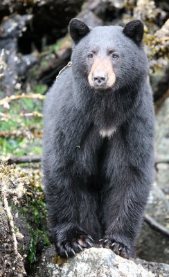 URSID - BEAR - BLACK BEAR - THOMPSON SOUND BRITISH COLUMBIA (51).JPG