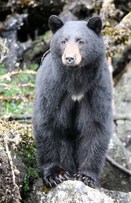 URSID - BEAR - BLACK BEAR - THOMPSON SOUND BRITISH COLUMBIA (52).JPG