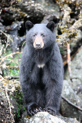 URSID - BEAR - BLACK BEAR - THOMPSON SOUND BRITISH COLUMBIA (54).JPG