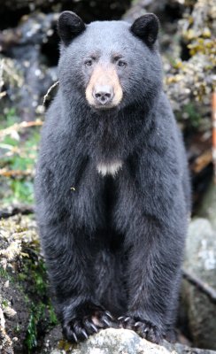 URSID - BEAR - BLACK BEAR - THOMPSON SOUND BRITISH COLUMBIA (57).JPG