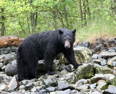 URSID - BEAR - BLACK BEAR NO. 5 - KNIGHT'S INLET BRITISH COLUMBIA (10).JPG