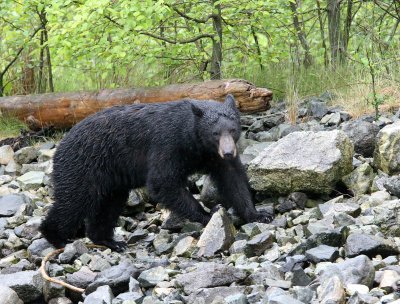 URSID - BEAR - BLACK BEAR NO. 5 - KNIGHT'S INLET BRITISH COLUMBIA (5).JPG