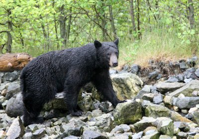 URSID - BEAR - BLACK BEAR NO. 5 - KNIGHT'S INLET BRITISH COLUMBIA (7).JPG