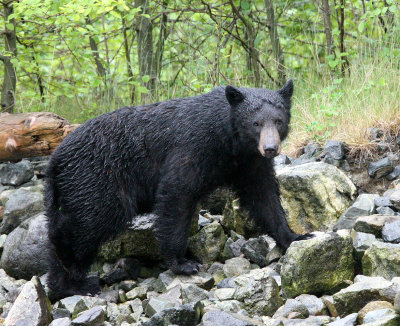 URSID - BEAR - BLACK BEAR NO. 5 - KNIGHT'S INLET BRITISH COLUMBIA (8).JPG