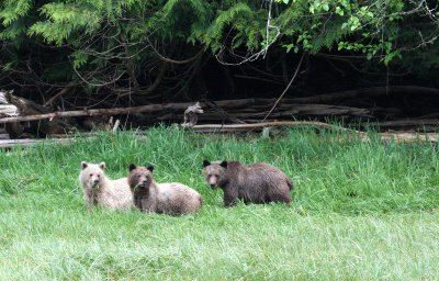 URSID - BEAR - GRIZZLY BEAR - BELLA AND HER CUBS - KNIGHT'S INLET BRITISH COLUMBIA (12).JPG