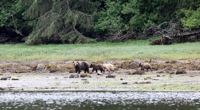 URSID - BEAR - GRIZZLY BEAR - BELLA AND HER CUBS - KNIGHT'S INLET BRITISH COLUMBIA (2).JPG