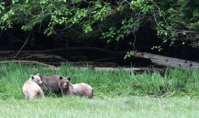 URSID - BEAR - GRIZZLY BEAR - BELLA AND HER CUBS - KNIGHT'S INLET BRITISH COLUMBIA (8).JPG