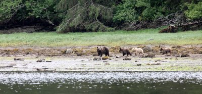 URSID - BEAR - GRIZZLY BEAR - BELLA AND HER CUBS - KNIGHT'S INLET BRITISH COLUMBIA.JPG