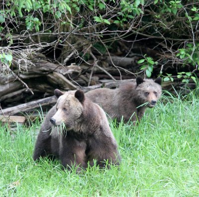 URSID - BEAR - GRIZZLY BEAR - BELLA AND HER CUBS AND BLONDIE - KNIGHT'S INLET BRITISH COLUMBIA (12).JPG