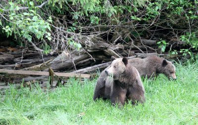 URSID - BEAR - GRIZZLY BEAR - BELLA AND HER CUBS AND BLONDIE - KNIGHT'S INLET BRITISH COLUMBIA (9).JPG