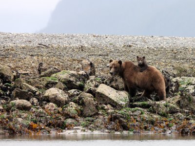 URSID - BEAR - GRIZZLY BEAR - MOM AND HER FIRST YEAR CUBS - KNIGHT'S INLET BRITISH COLUMBIA (11).JPG